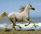 Белый конь скакал на пляже